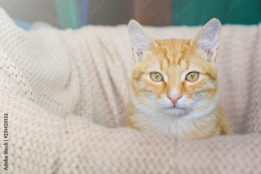 Portrait of yellow cat sitting on white blanket in basket Portrait of yellow cat sitting on white blanket in basket
