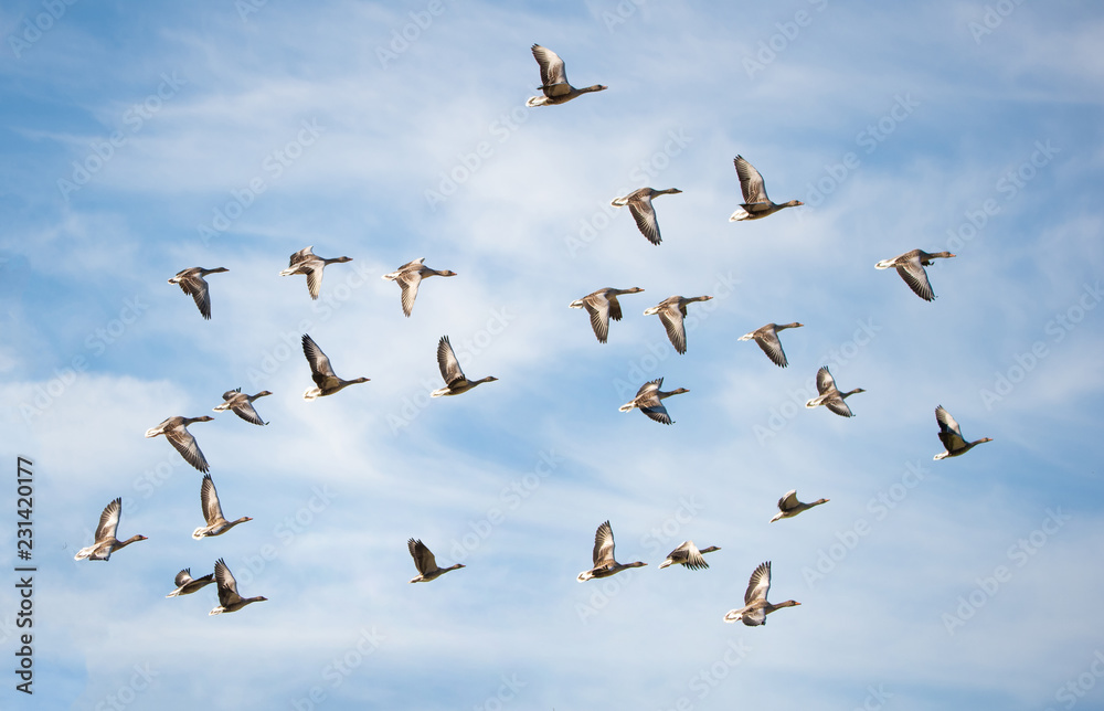 Naklejka flock of greylag geese flying in the cloudy sky - bird migration in the national park Neusiedlersee Seewinkel Burgenland Austria