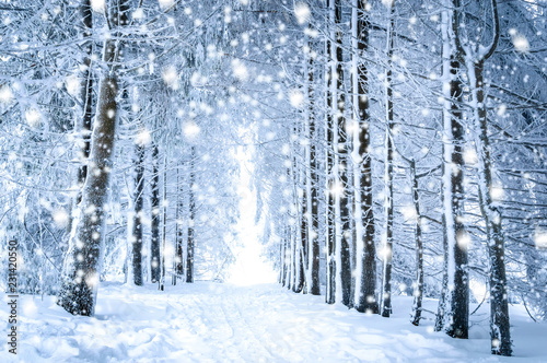 Magical winter landscape: path in the snowy forest with falling snow