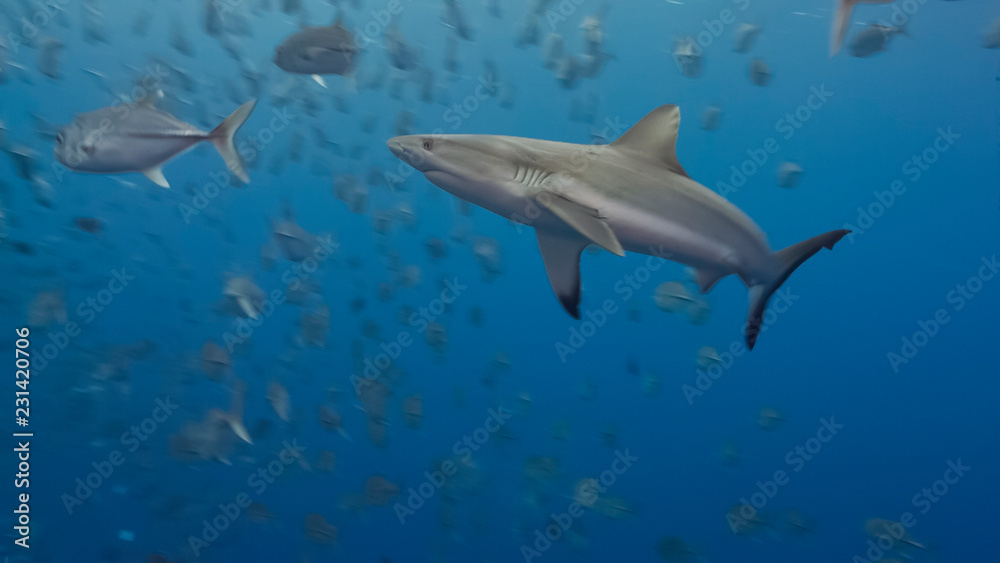 Sharks hunt silver fish