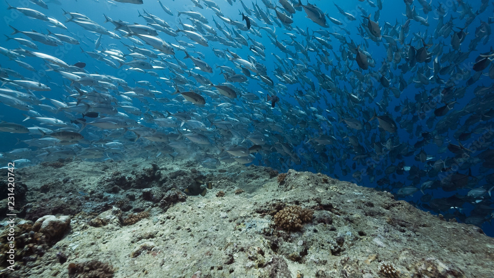 Fototapeta premium Huge school of silver fish