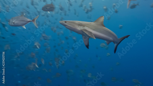 Sharks hunt silver fish © Lightning Strike Pro