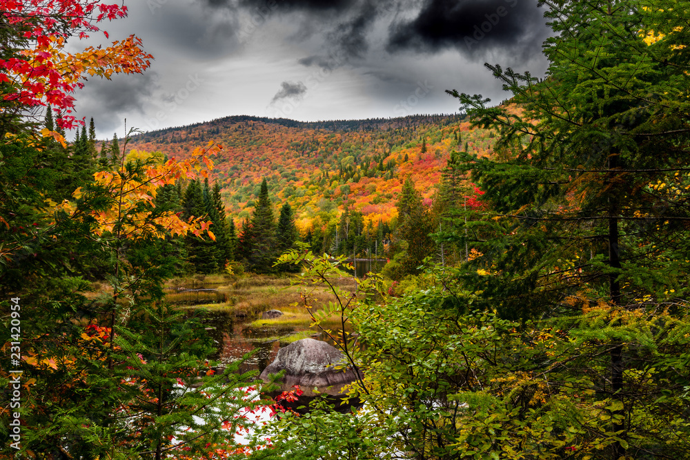 Fototapeta premium Fall scene in the Quebec cottage country with golden leaves and fall colors.