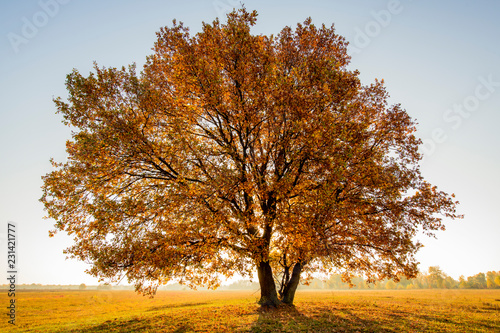 lonely tree in a field in autumn
