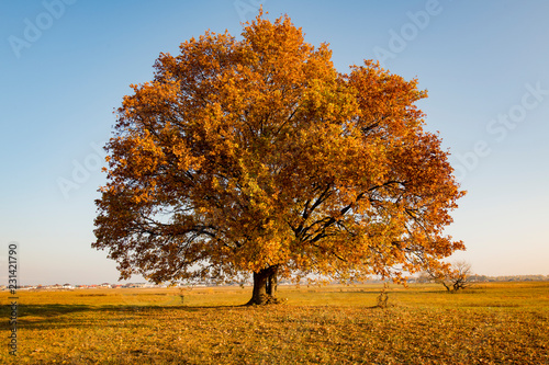 Slika na platnu lonely tree in a field in autumn