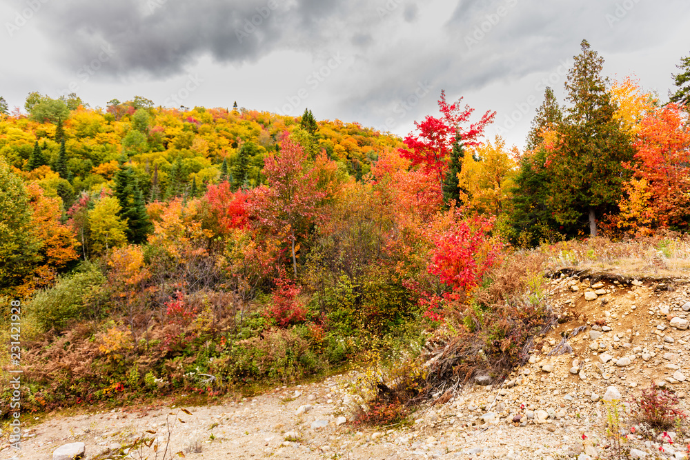 Fototapeta premium Fall scene in the Quebec cottage country with golden leaves and fall colors.
