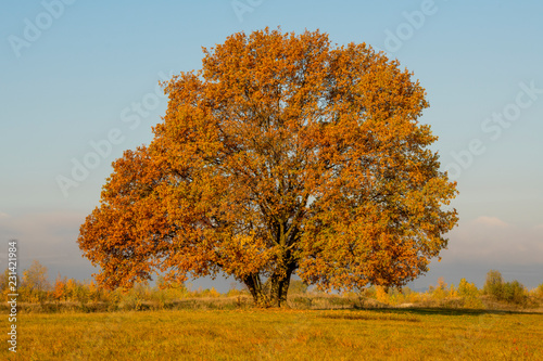 lonely tree in a field in autumn