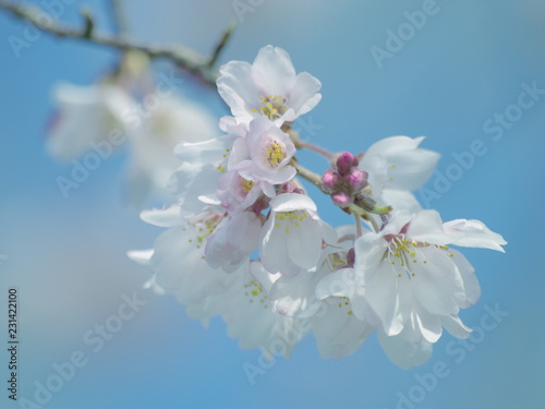 春爛漫な日和の河津桜