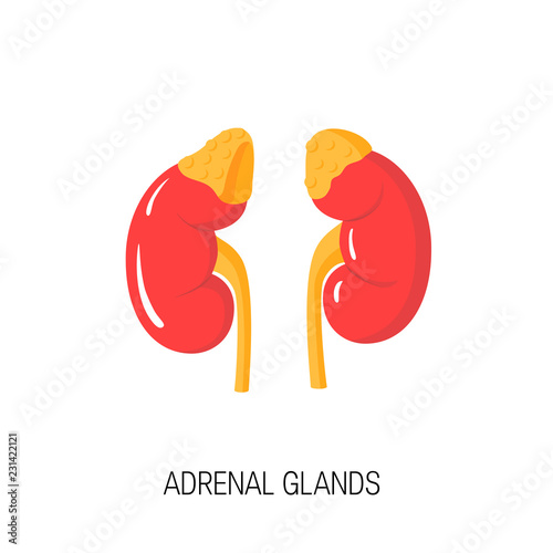 Vector diagram of adrenal glands in flat style.