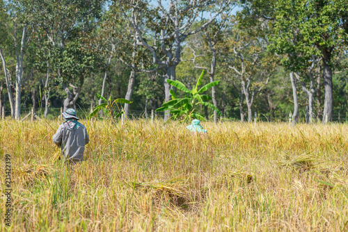 Farmer Standing in the rice field for harvesting. © motestockphoto