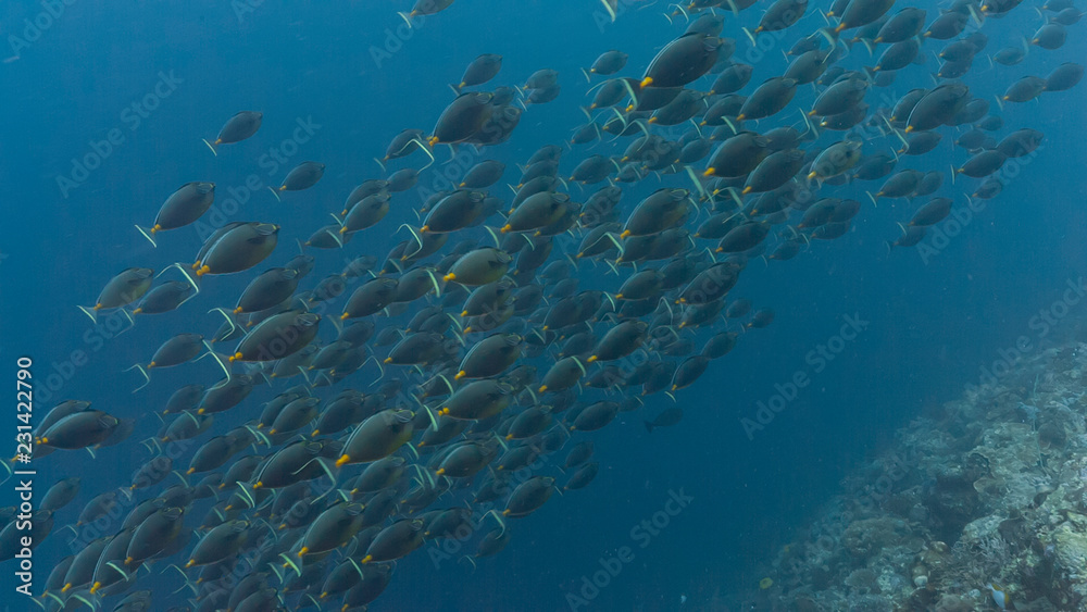 Naklejka premium Spawning aggregation of Orange-spine Surgeonfish