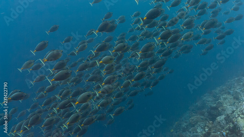 Spawning aggregation of Orange-spine Surgeonfish