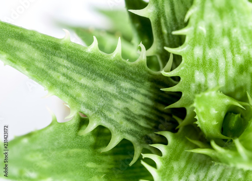 Succulent plant close-up, fresh leaves detail of Aloe juvenna – Tiger Tooth Aloe