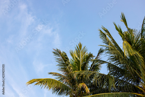 Fluffy coco palm on blue sky background. Green palm top photo wallpaper. Exotic place for vacation. Summer holiday