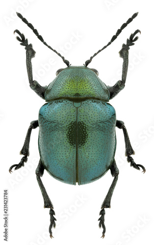 Beetle Colasposoma viridicoeruleum on a white background