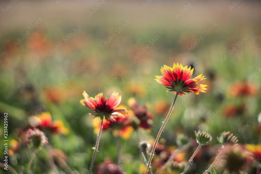 close up wild flowers for background close up wild flowers for background