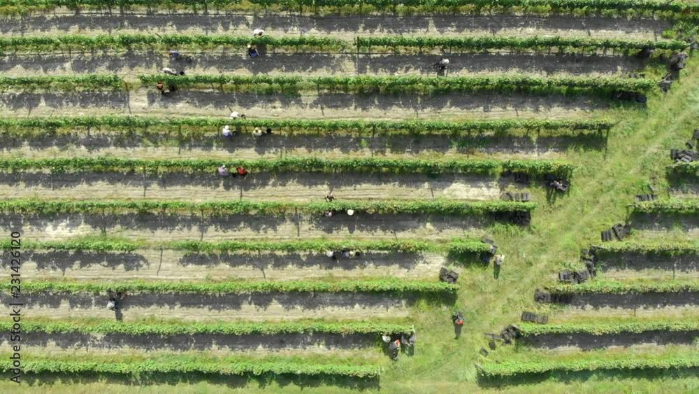 Vineyard workers picking grapes during vine harvest in autumn. 4K aerial flight over vineyard during harvest season. Wine making industry, Georgia, Kakheti. 