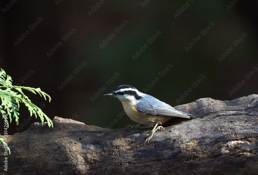 Naklejka premium Red Breasted Nuthatch