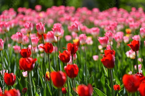 beautiful flowers