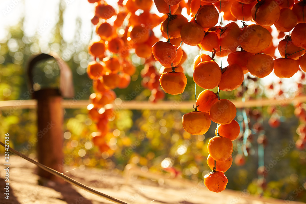Persimmons hanging and drying to make dried persimmons. Dried persimmon