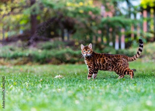 Bengal cat stalking wild birds and squirrels in a park in Quebec Canada.