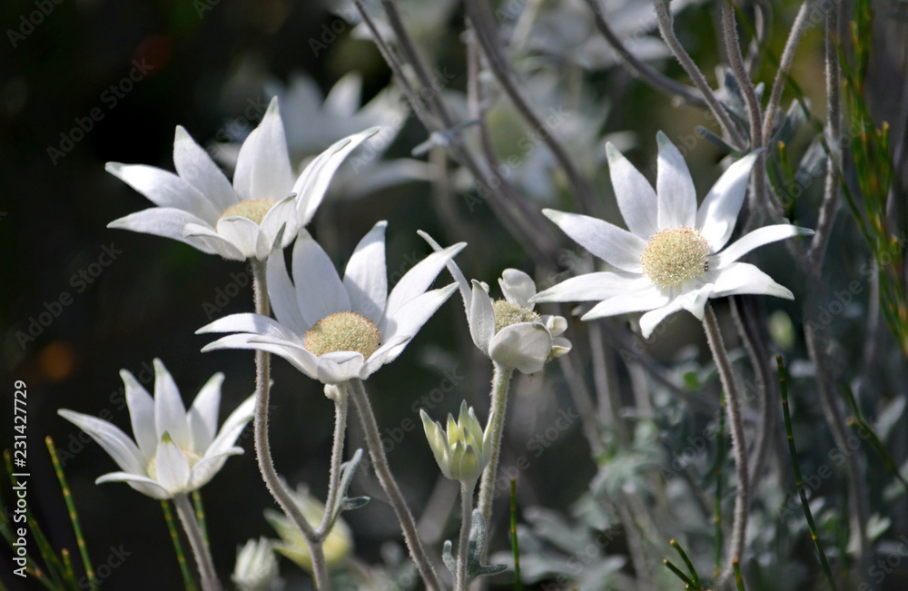 Stand of wild Australian native flannel flowers, Actinotus helianthi