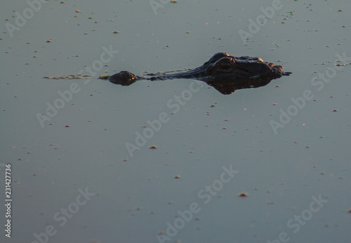 Alligator