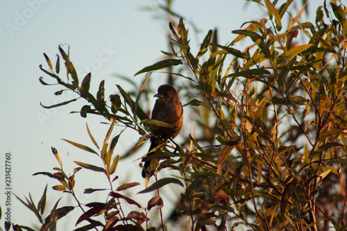 Bird