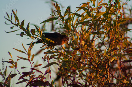 Bird