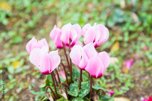 flower of cyclamen