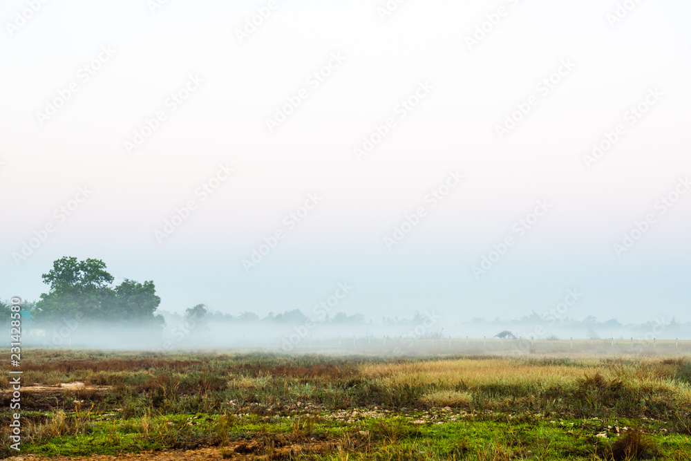 Countryside with fog in the morning.