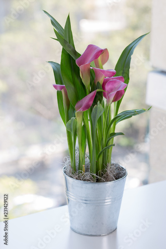 Calla lily in the Window