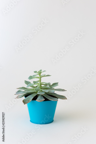 Fototapeta Naklejka Na Ścianę i Meble -  Portrait Succulent