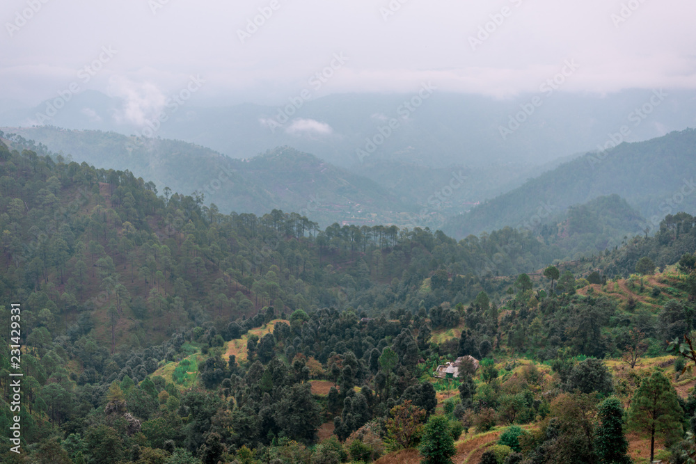 Forest in Lohaghat, Uttarakhand, India