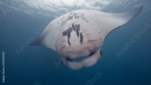 Manta ray swimming and feeding in blue water