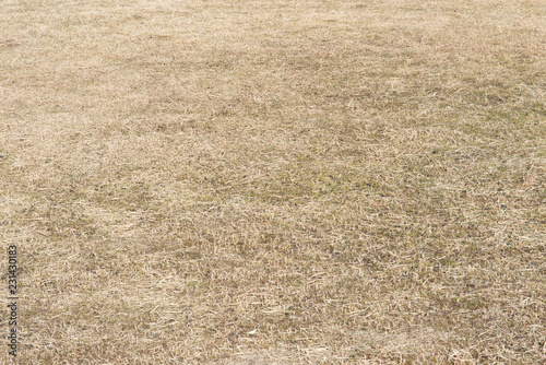 field where grass is dead in winter
