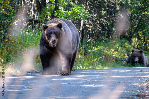 Adult female Alaskan brown bear walking down a dirt road with cub laying in plants in background, Katmai National Park, Alaska, USA
 photo