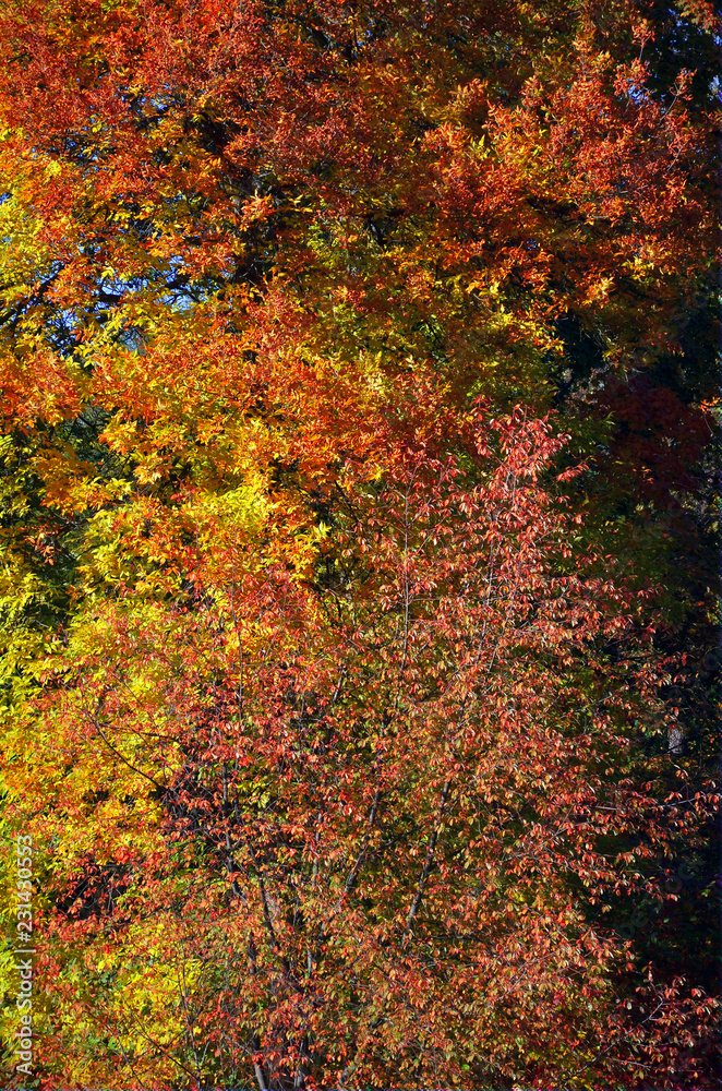 trees with colorful foliage in autumn Park