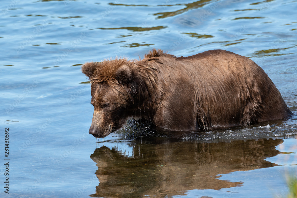 Young sub-adult Alaskan brown bear walking in Brooks River, with reflection, Katmai National Park, Alaska, USA
Young sub-adult Alaskan brown bear walking in Brooks River, with reflection, Katmai National Park, Alaska, USA