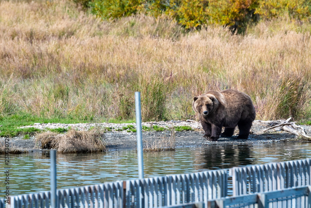 Fototapeta premium Large adult female Alaskan brown bear standing on edge of Brooks River, bridge in foreground, fall foliage in background, Katmai National Park, Alaska, USA 