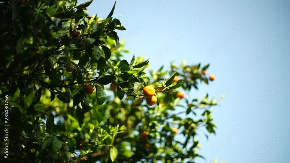 Natural landscape with tangerine trees on a blue sky background. Natural landscape with tangerine trees on a blue sky background.