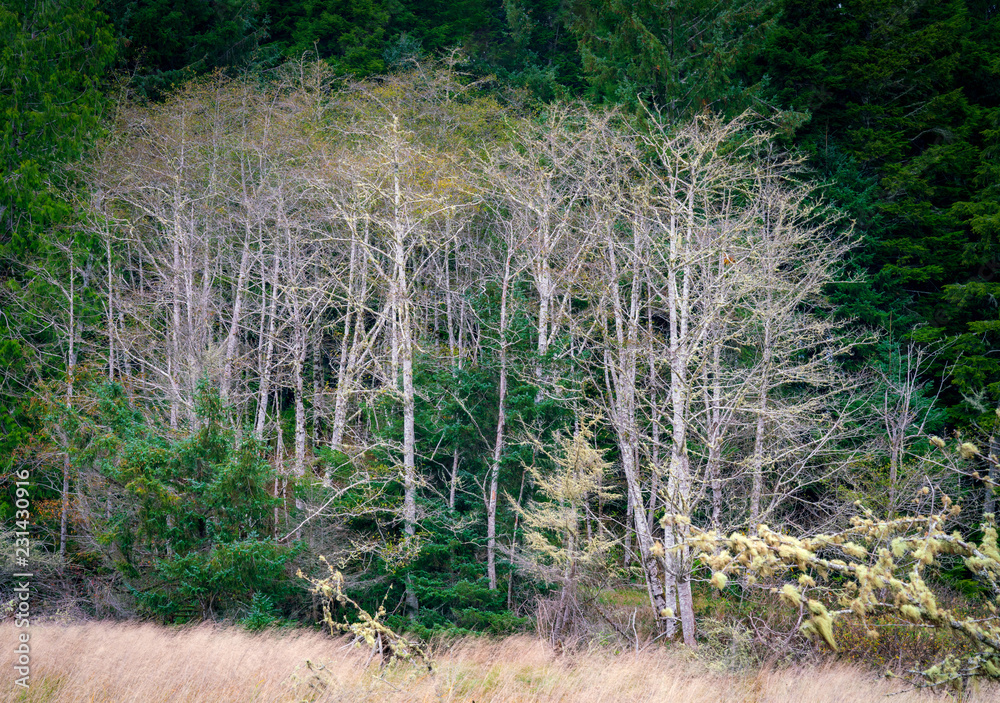 Trees In River Bottom Trees In River Bottom