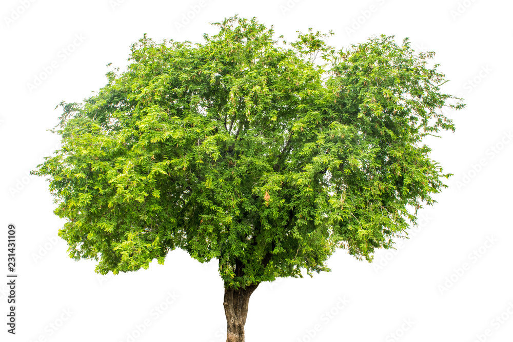 The tree is completely separated from the white ba background Scientific name Tamarindus indica L. The tree is completely separated from the white ba background Scientific name Tamarindus indica L.