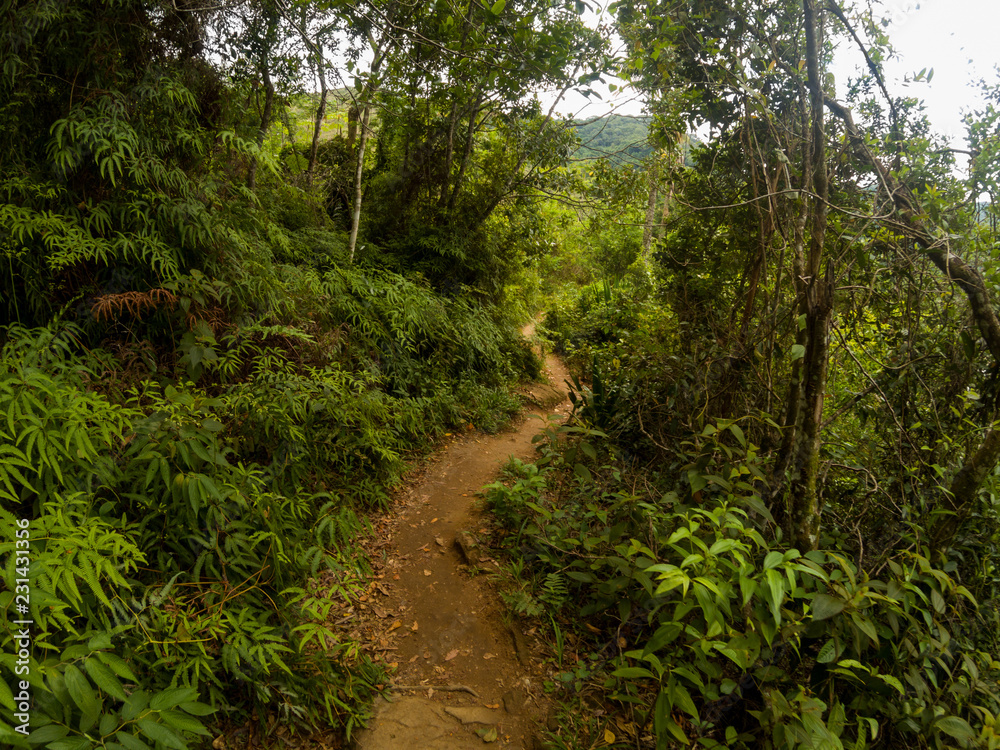 Obraz premium path in the forest