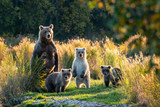 Large adult female Alaskan brown bear with three cute cubs standing on a grassy spit of land in the Brooks River, Katmai National Park, Alaska, USA 