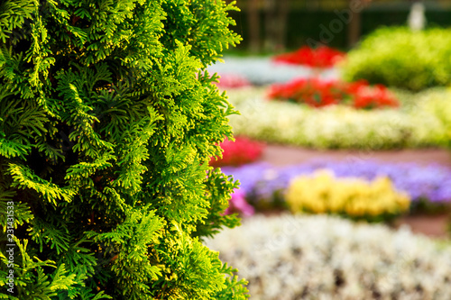 Bush of arborvitae leaves in the blurred background of colorful beds of flowers. Decorative thuja tree in the garden. Shallow depth of field.