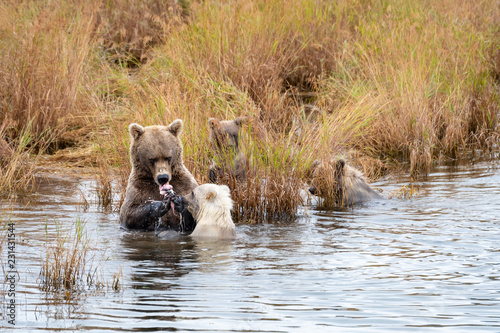 Large adult female Alaskan brown bear standing in Brooks River with three cute cubs, eating a salmon, Katmai National Park, Alaska, USA
