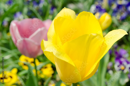 flower of yellow tulip