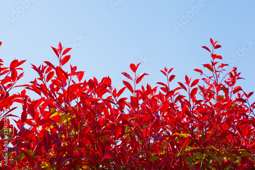 blue sky and red leaf hedge