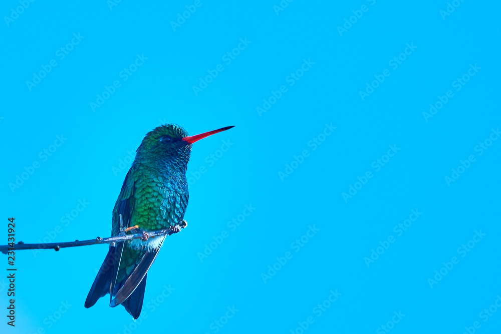 Fototapeta premium Reserva Ecológica Costanera Sur